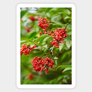 Red Rowan tree berries on branches Sticker